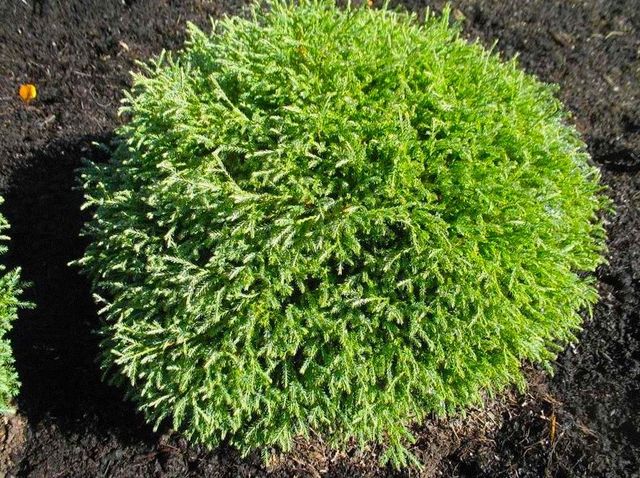 Mr. Bowling Ball Arborvitae - Nolt's Garden Center